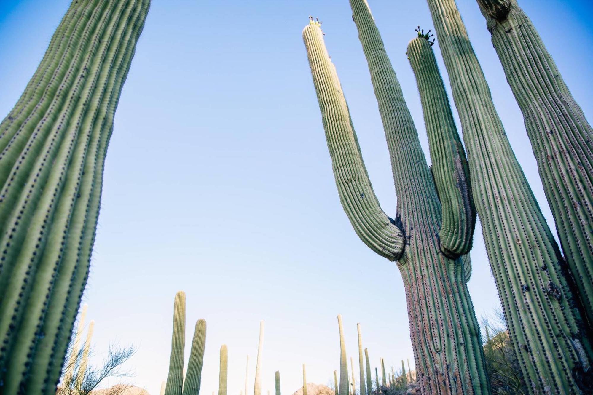 Jw Marriott Tucson Starr Pass Resort Exteriör bild